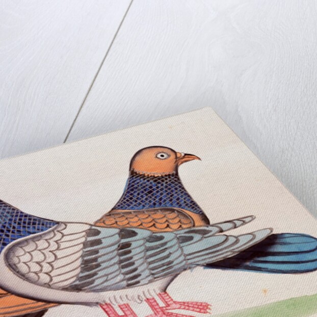A pair of pigeons illustrating the proverb As Alike as Two Pigeons. Calcutta, India, early 19th century by Unknown
