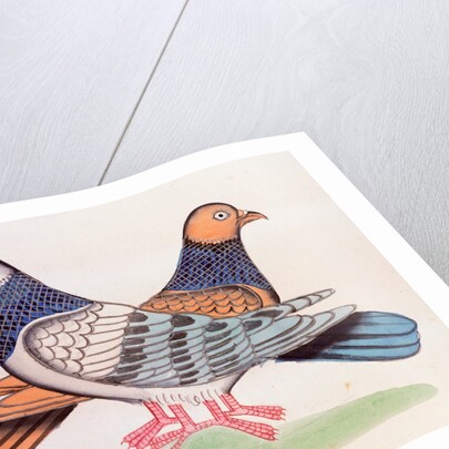 A pair of pigeons illustrating the proverb As Alike as Two Pigeons. Calcutta, India, early 19th century by Unknown