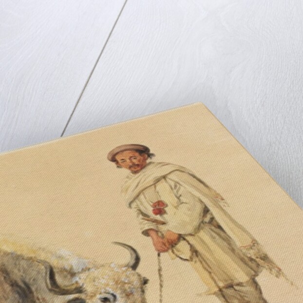 Tibet Ox and Man from Kunawur by William Carpenter