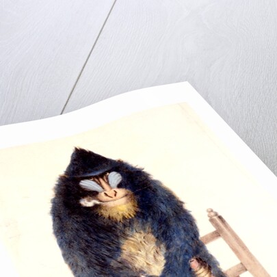 The Mandrill at the Royal Menagerie in the King's Mews by N. Jones