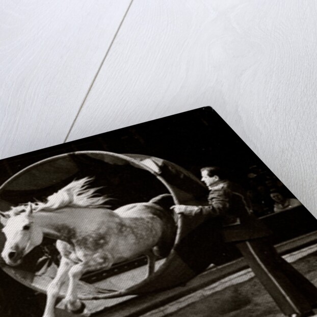 Liberty Horse in Bertram Mills' Circus by Baron Nicholas de Racozcy