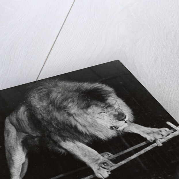 Negus the Lion in Bertram Mills' Circus by Baron Nicholas de Racozcy