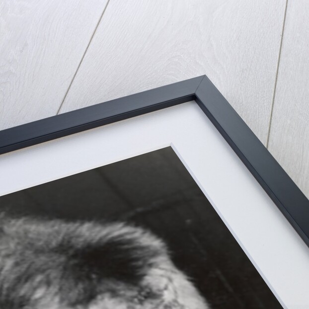 Negus the Lion in Bertram Mills' Circus by Baron Nicholas de Racozcy