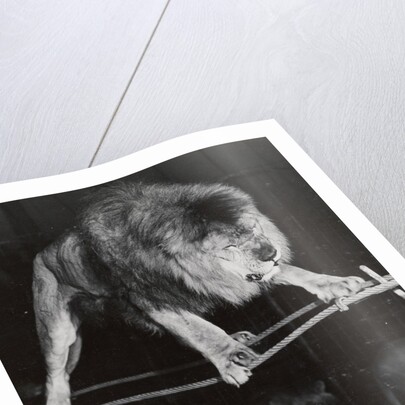 Negus the Lion in Bertram Mills' Circus by Baron Nicholas de Racozcy