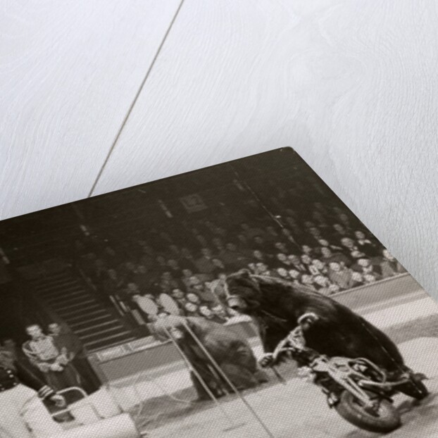 Gulden's Bears in Bertram Mills' Circus by Baron Nicholas de Racozcy