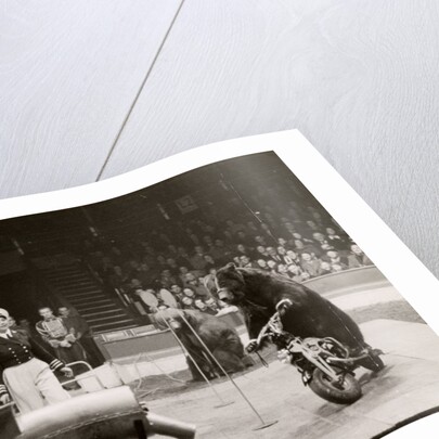 Gulden's Bears in Bertram Mills' Circus by Baron Nicholas de Racozcy