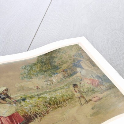 Cotton cultivation in India by William Simpson