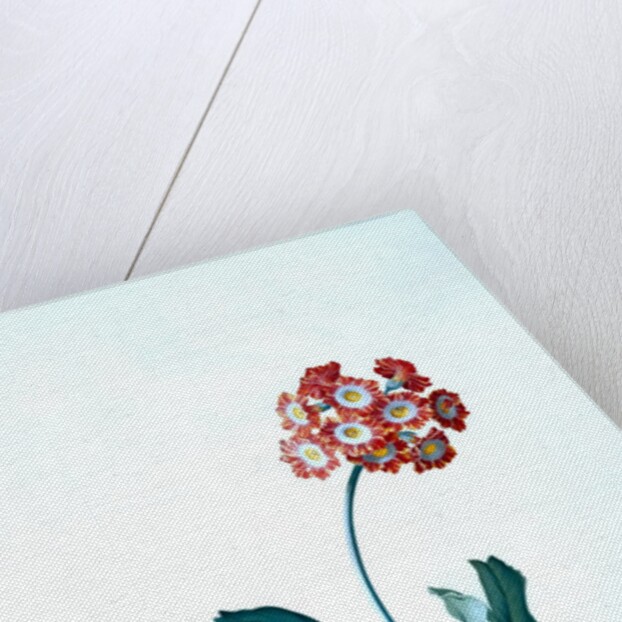 Botanical illustration - Primula, Moltens Glory of England by Unknown