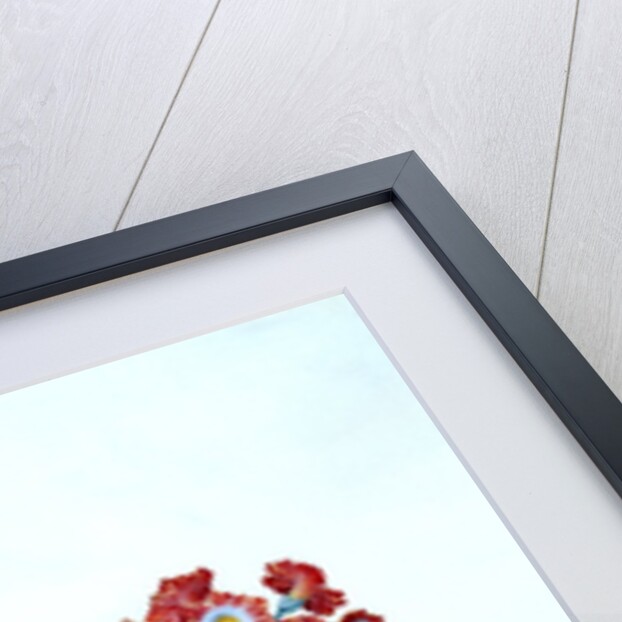 Botanical illustration - Primula, Moltens Glory of England by Unknown