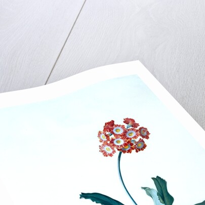 Botanical illustration - Primula, Moltens Glory of England by Unknown