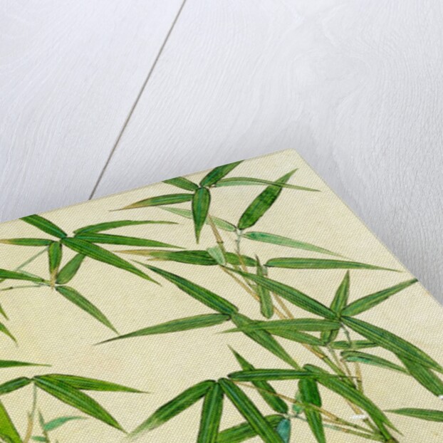 Bamboo by Unknown