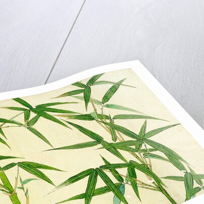Bamboo by Unknown