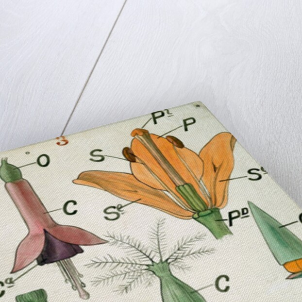 Diagram illustrating Lectures on Botany by Christopher Dresser