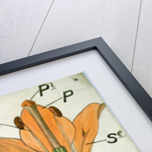 Diagram illustrating Lectures on Botany by Christopher Dresser