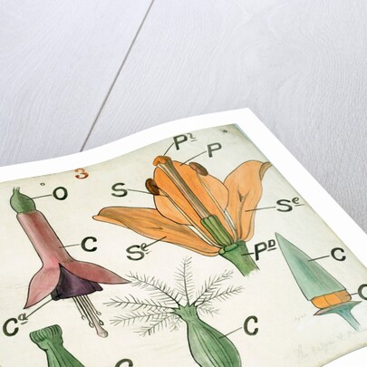 Diagram illustrating Lectures on Botany by Christopher Dresser