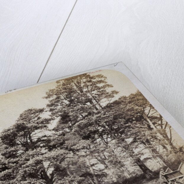 Scotch Firs, Albany Warren by Charles Thurston Thompson