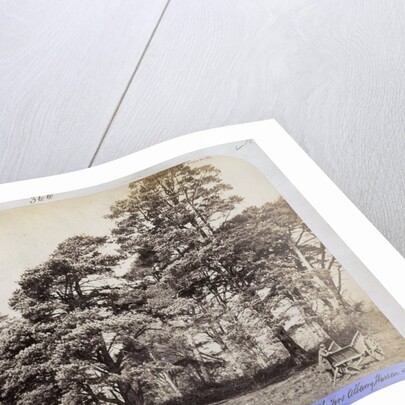 Scotch Firs, Albany Warren by Charles Thurston Thompson
