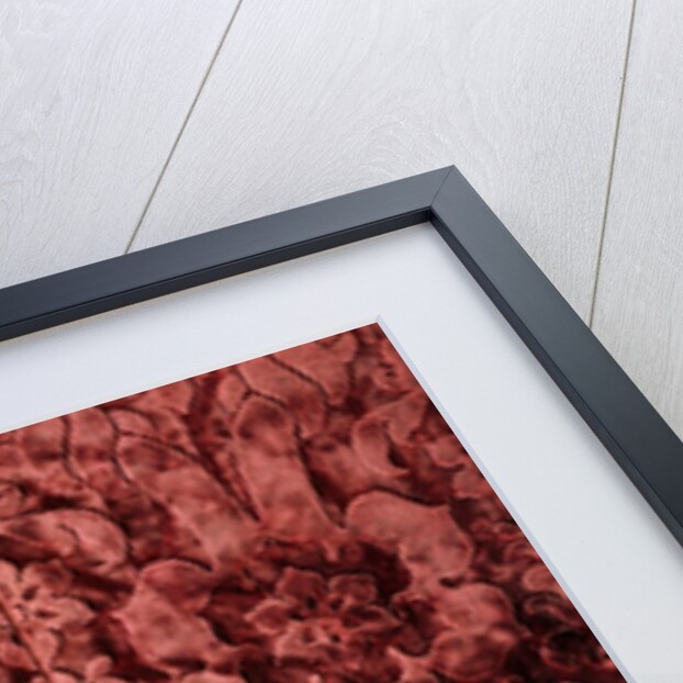 A Procurator's Stole by Unknown