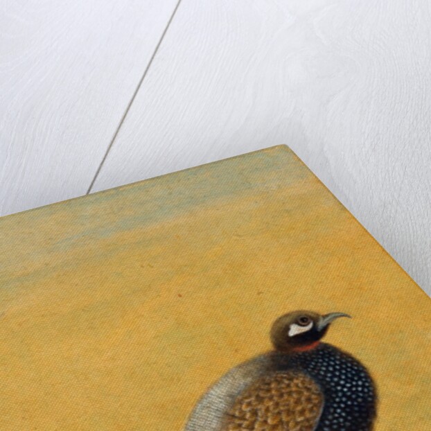 Guinea fowl. India, early 20th century by Unknown