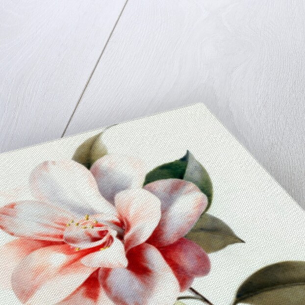 Camellia by Unknown