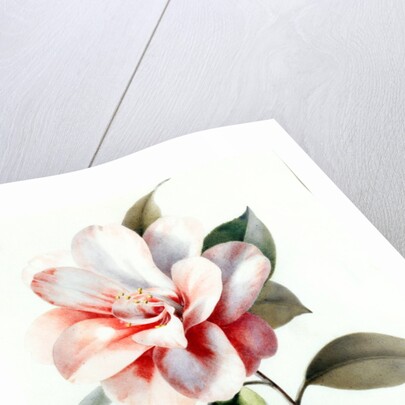 Camellia by Unknown