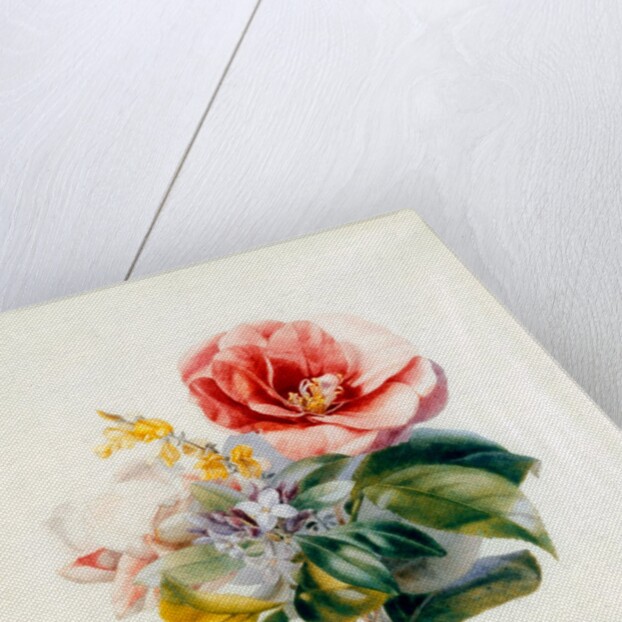 Camellia Bouquet from Flower Pieces by Unknown