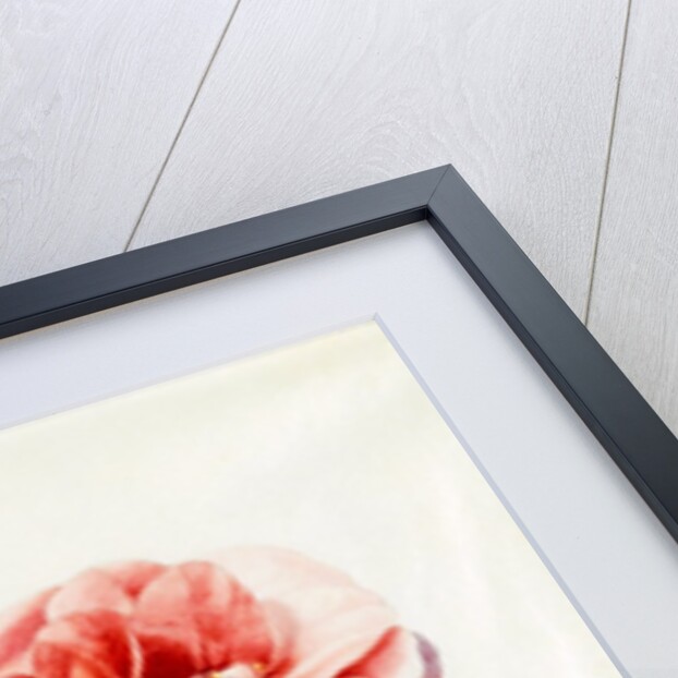 Camellia Bouquet from Flower Pieces by Unknown