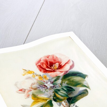 Camellia Bouquet from Flower Pieces by Unknown