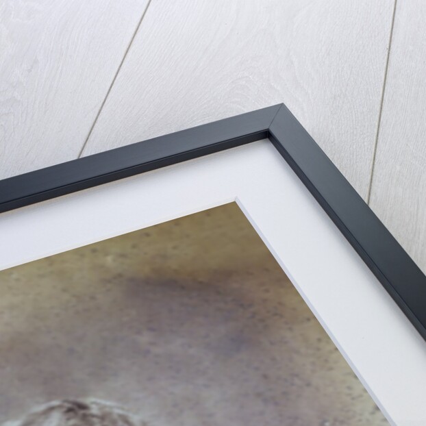 A Victorian Gentleman. England, mid-19th century by Unknown