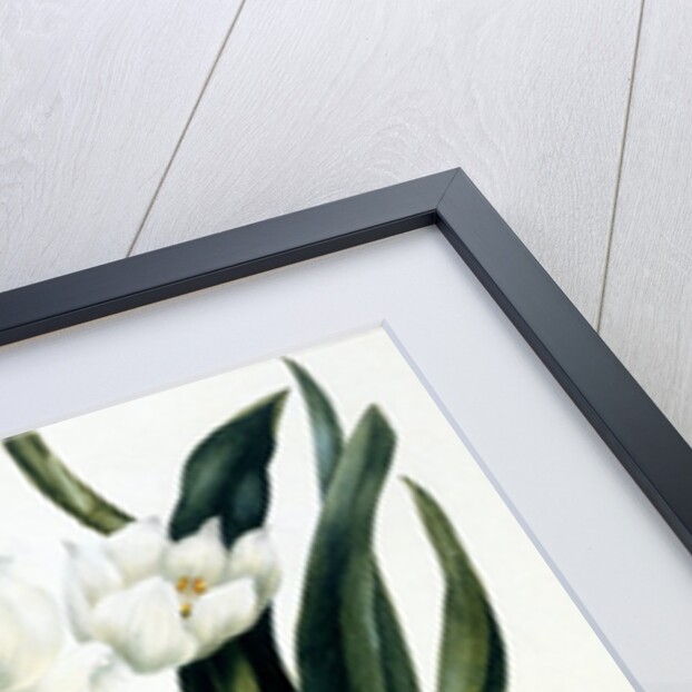 White flowers by Samuel Holden