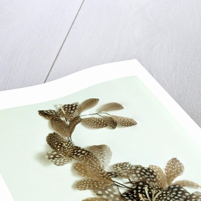 Feather ornament by Unknown