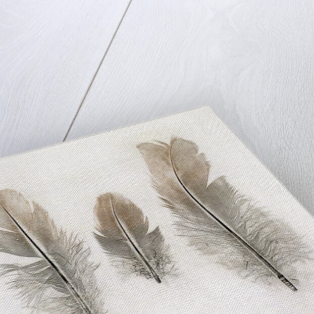 Feathers by W.C. Aitken