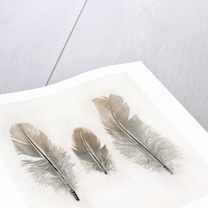 Feathers by W.C. Aitken