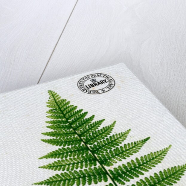 Fern by William Bradbury and Millet Evans