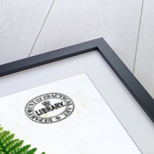 Fern by William Bradbury and Millet Evans