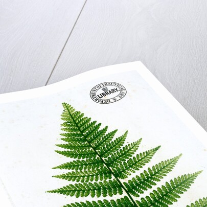 Fern by William Bradbury and Millet Evans