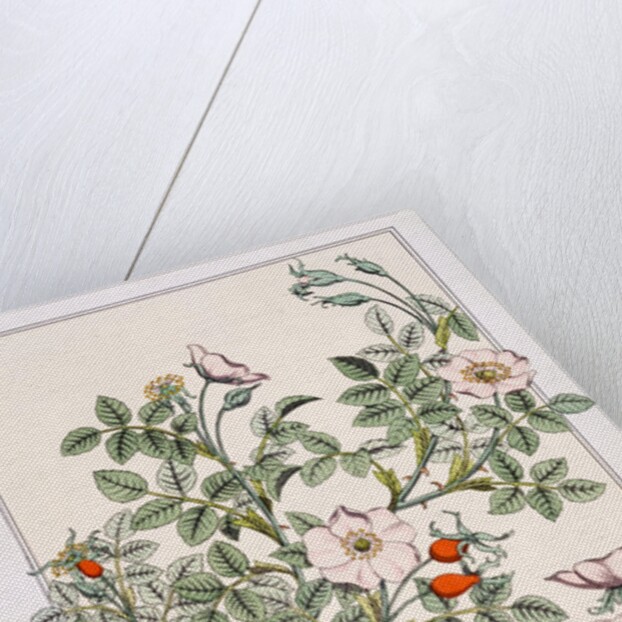 Wild Rose by Eugène Samuel Grasset