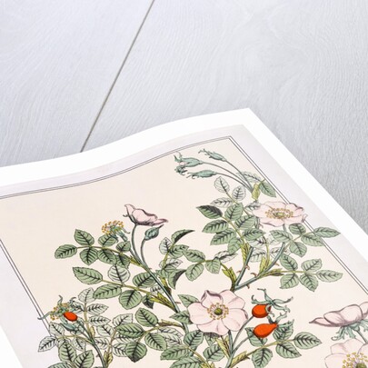 Wild Rose by Eugène Samuel Grasset