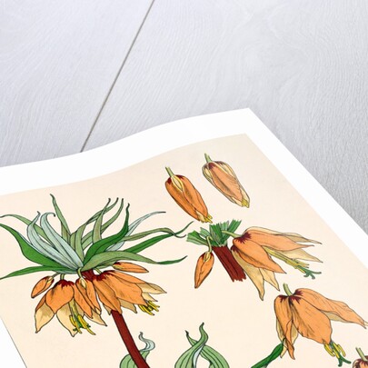 Crown Imperial by Eugene Samuel Grasset