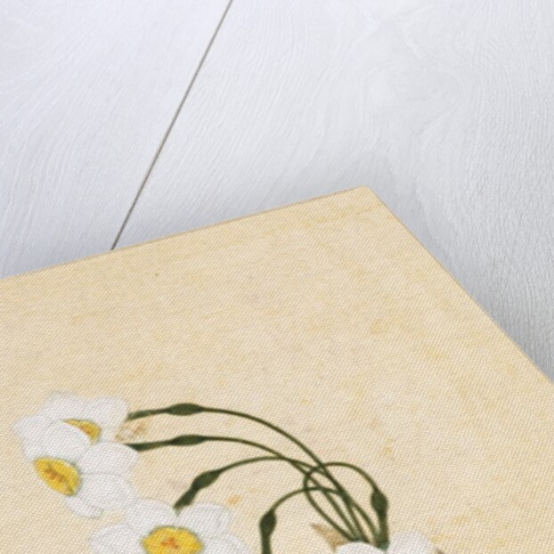 Narcissus plant. Mughal, India, late 17th century by Unknown