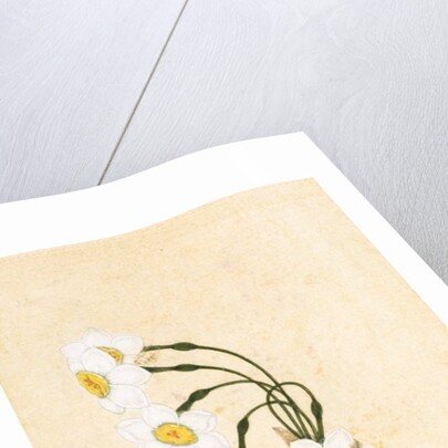 Narcissus plant. Mughal, India, late 17th century by Unknown