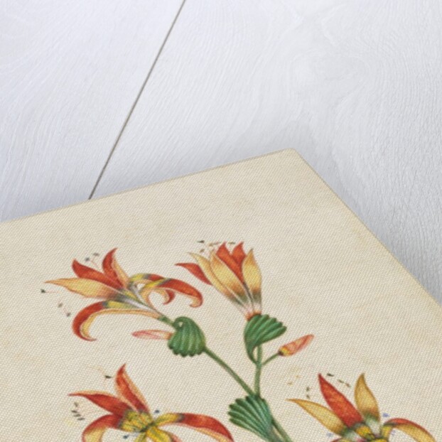 A flowering plant. India, 17th century by Unknown