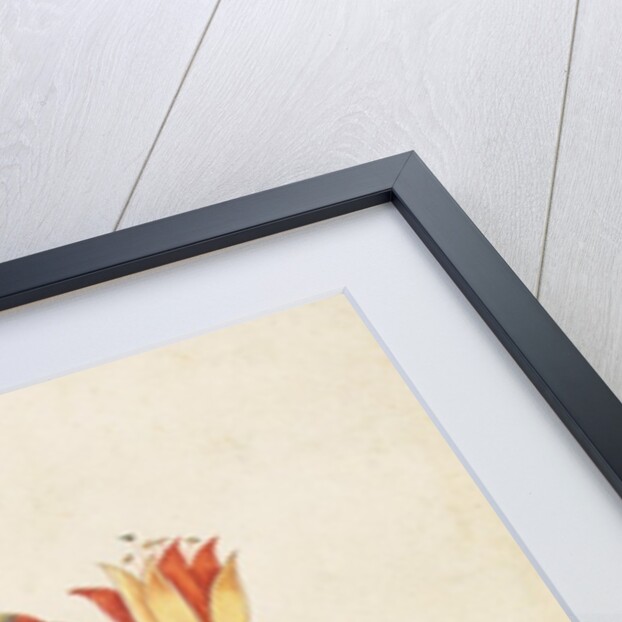 A flowering plant. India, 17th century by Unknown