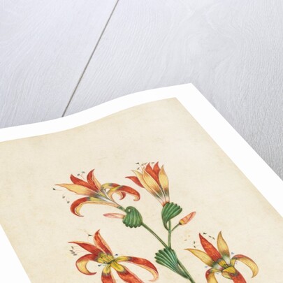 A flowering plant. India, 17th century by Unknown