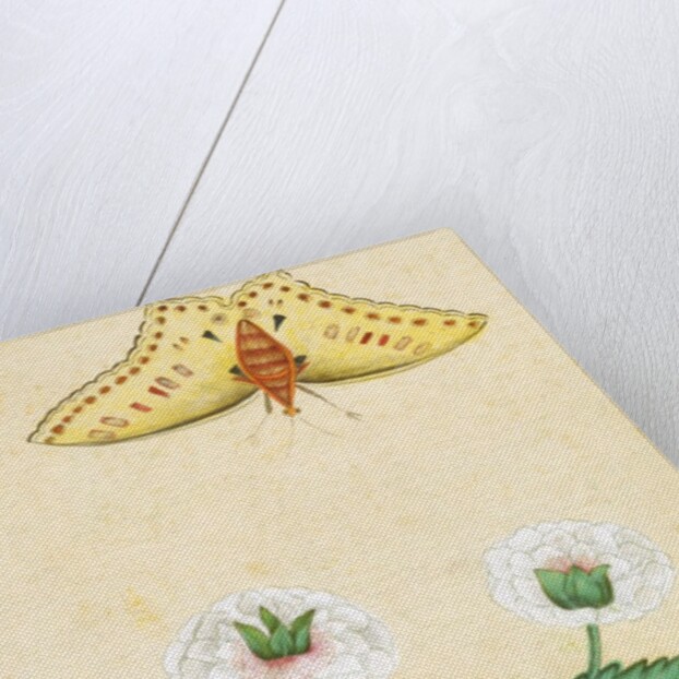 White flowers and a butterfly. India, 18th century by Unknown