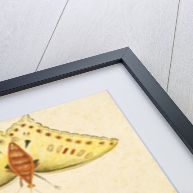 White flowers and a butterfly. India, 18th century by Unknown