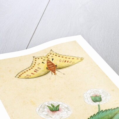 White flowers and a butterfly. India, 18th century by Unknown