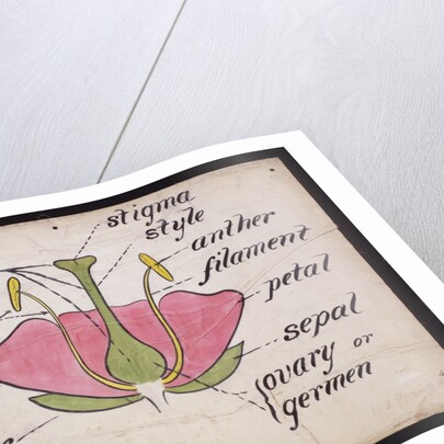 Cross-section through a rose by Christopher Dresser