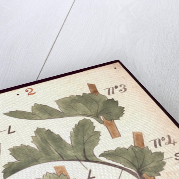 Failure in the development of leaves by Christopher Dresser