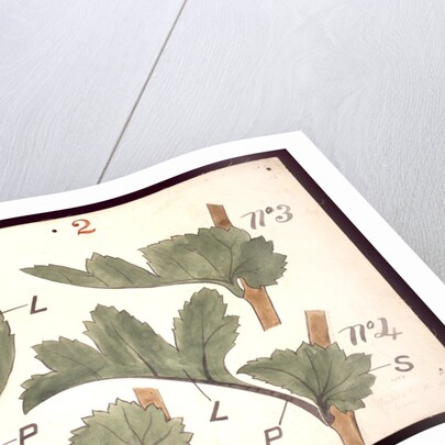 Failure in the development of leaves by Christopher Dresser